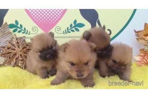 成約済の栃木県のポメラニアン-214118の3枚目